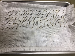 整列