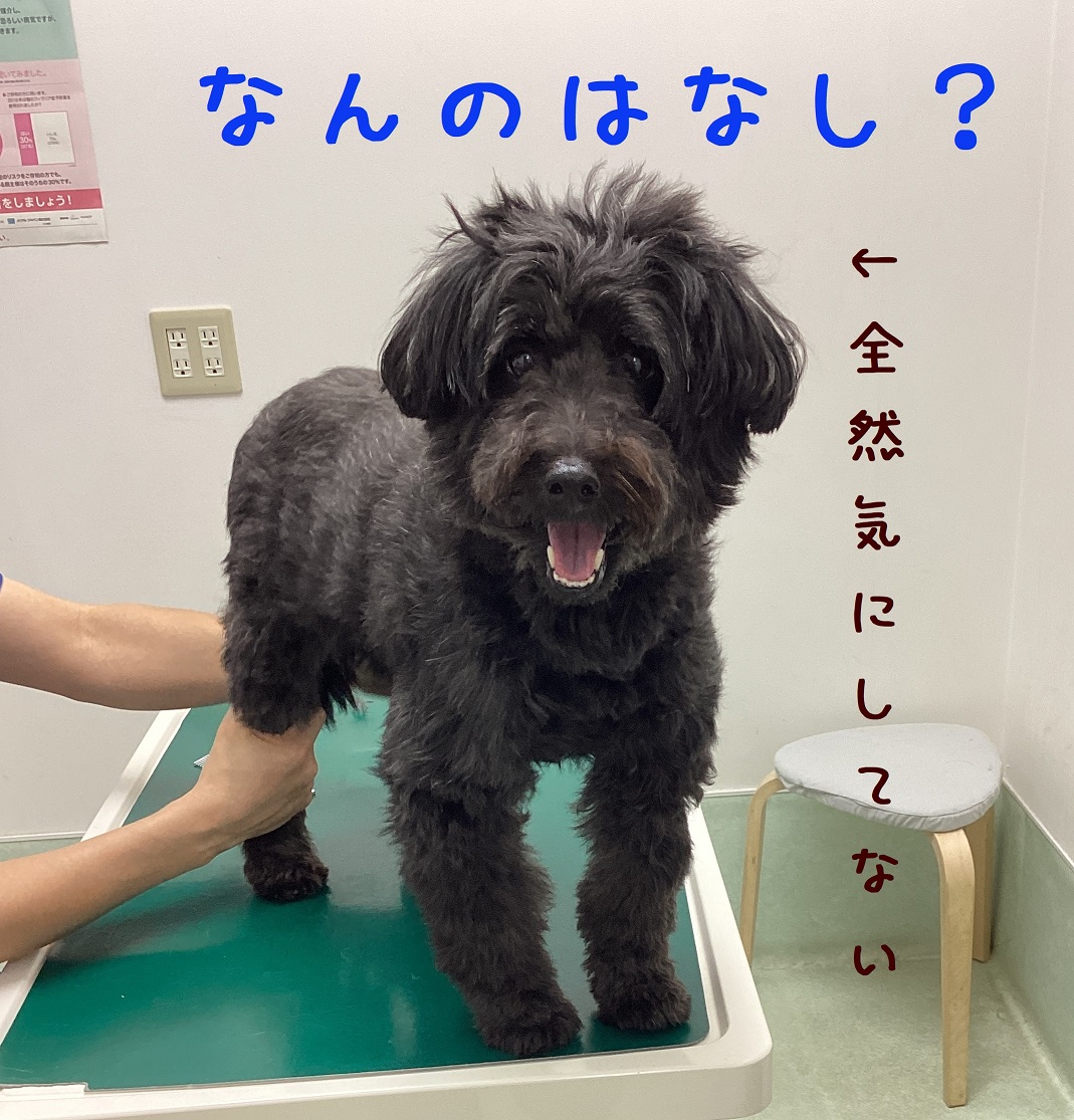 ご機嫌