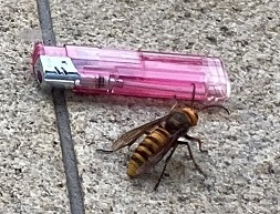 てくてく