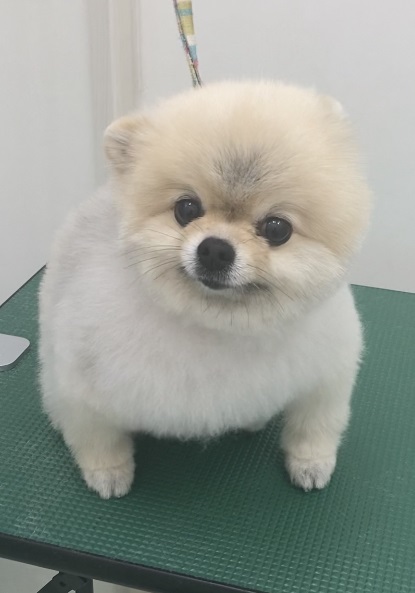 ショコラちゃん