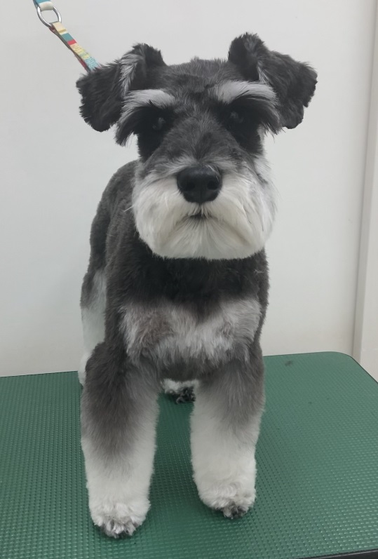 ブルーノくん