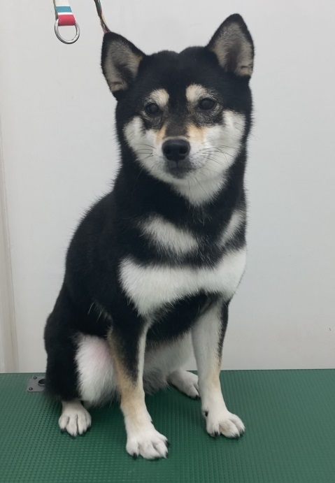 ハルちゃん