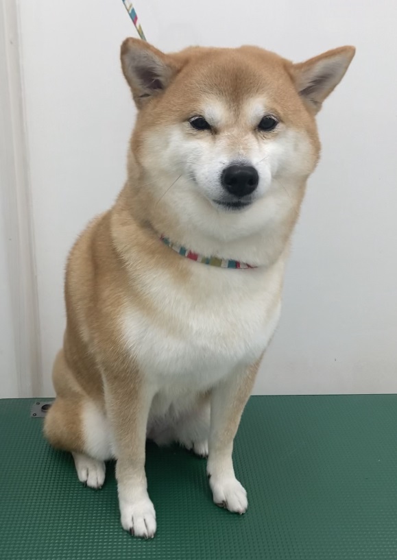 心愛ちゃん