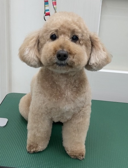 タンくんくん