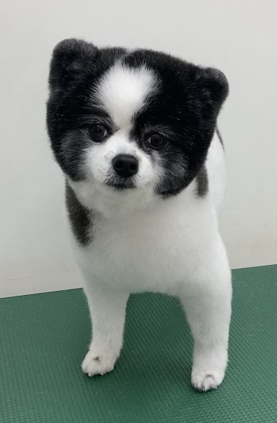 ころんちゃん