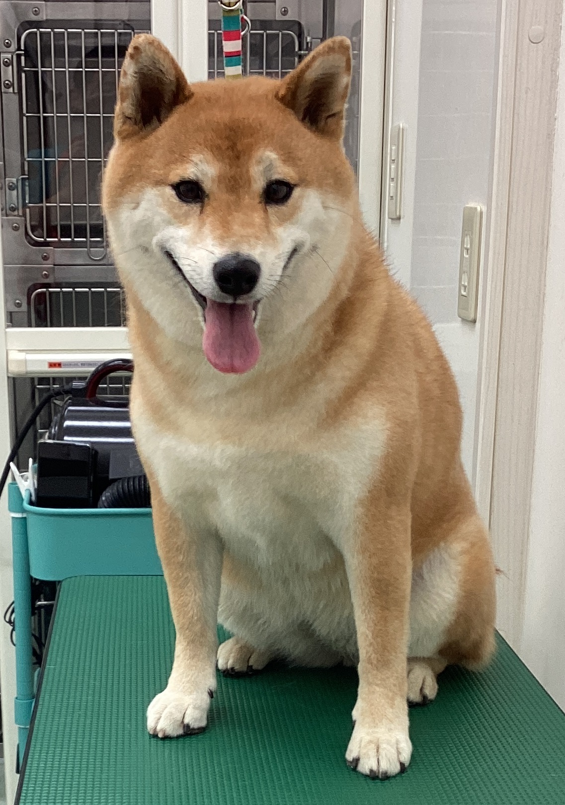 サニーちゃん