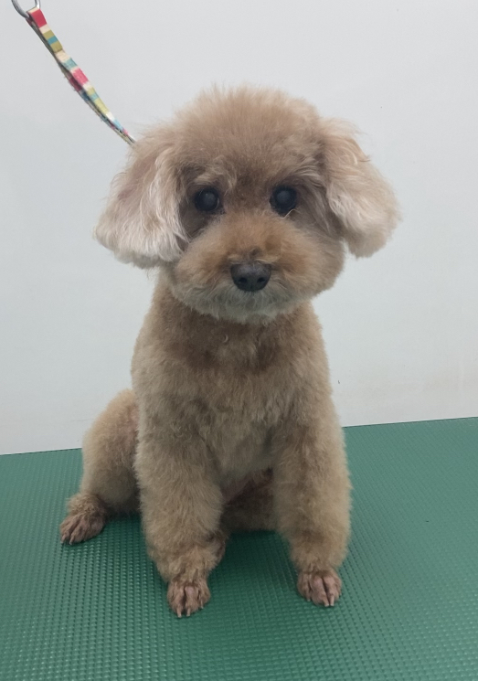 ニコちゃん