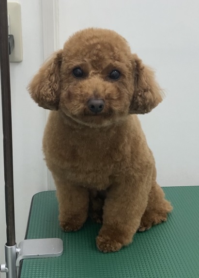 こむぎくん