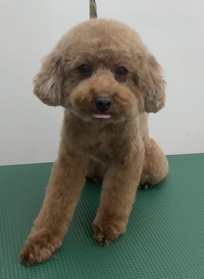 ココちゃん