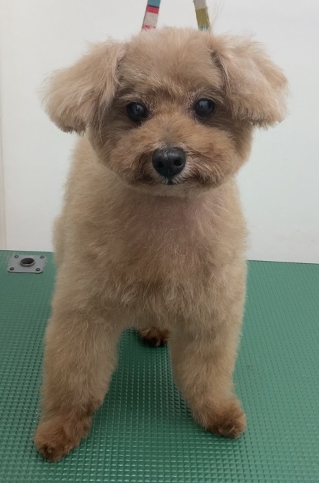 ロッシュくん