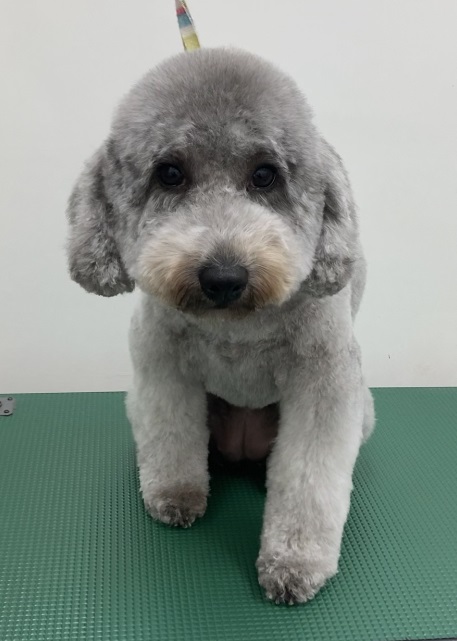 ふわりちゃん