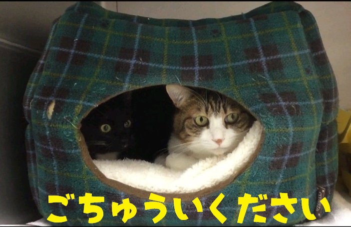 のんすみ