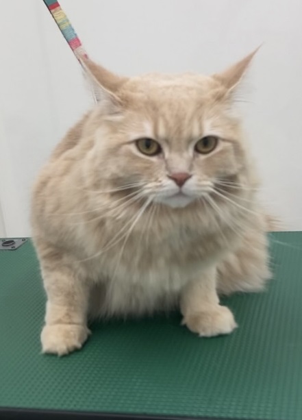 キキちゃん