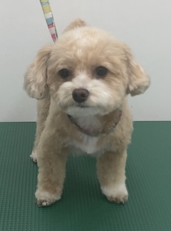 あんずちゃん
