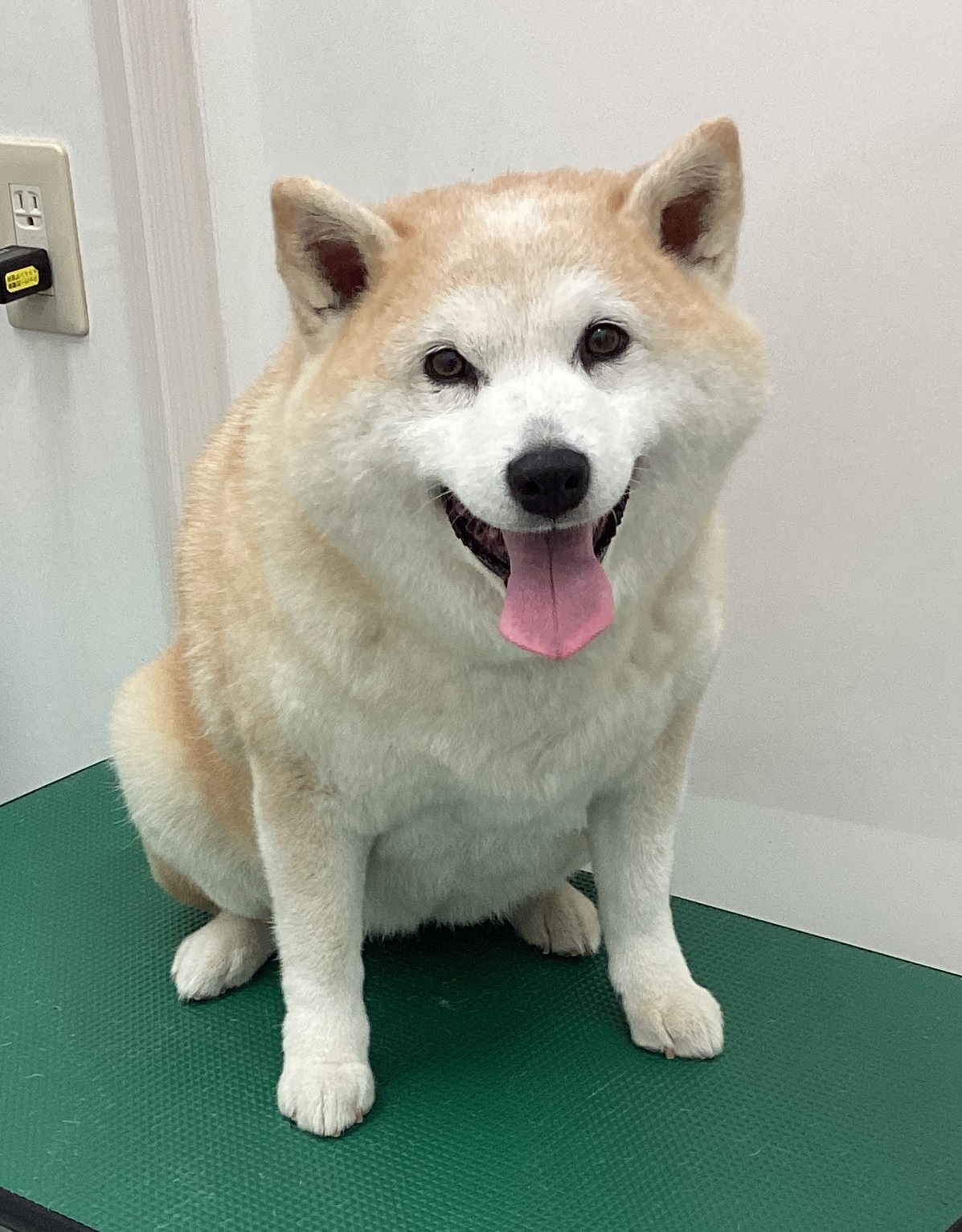 うめちゃん