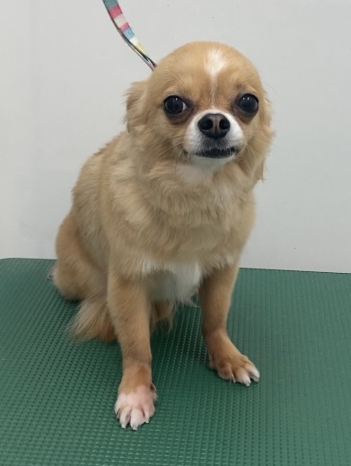 虎鉄くん