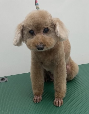 ニコちゃん