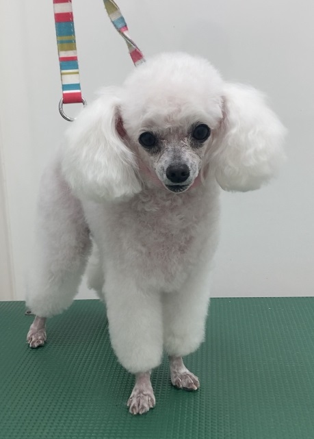 モコちゃん