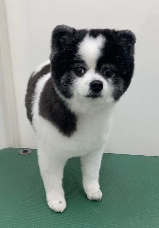 ころんちゃん