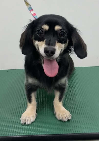 しずくちゃん