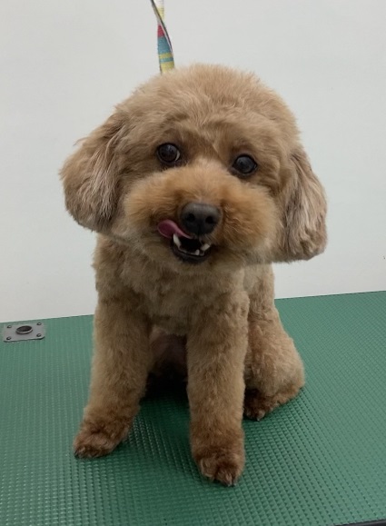 ココちゃん
