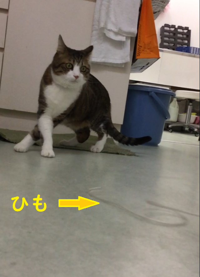 謎ショット