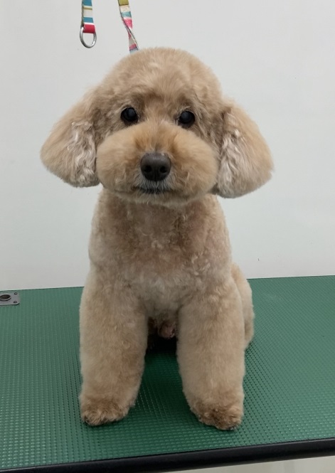 タンタンくん