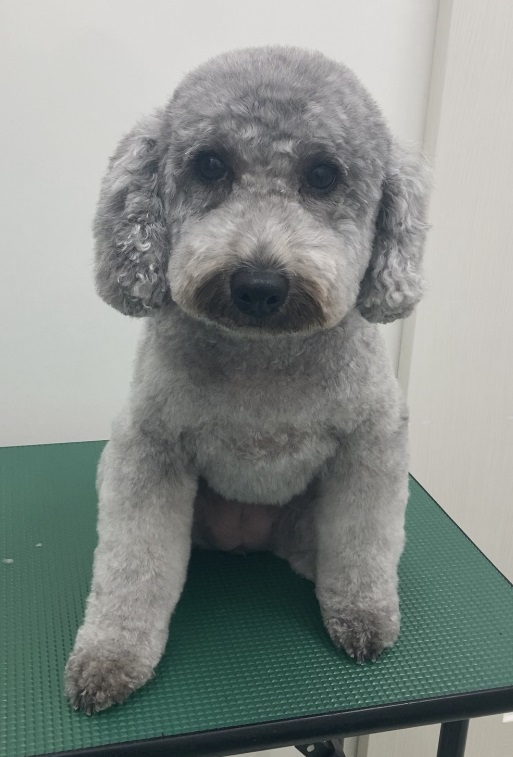 ふわりちゃん