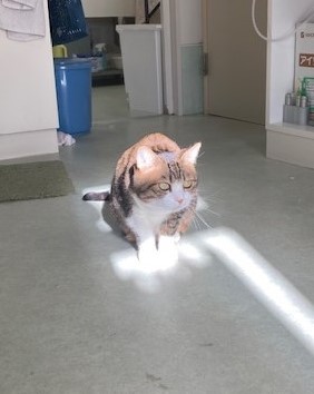 日向