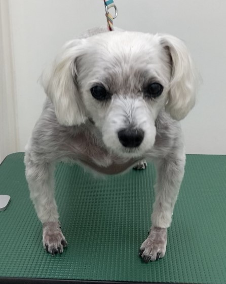 リンちゃん