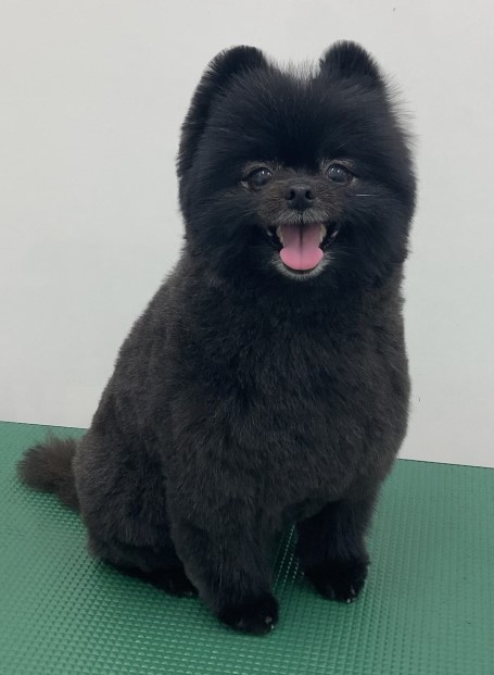 クロロちゃん