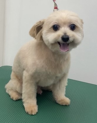 まるくん