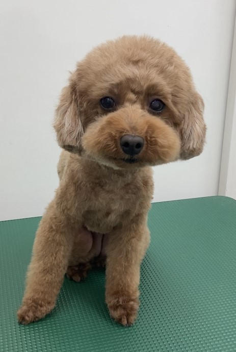 ココちゃん