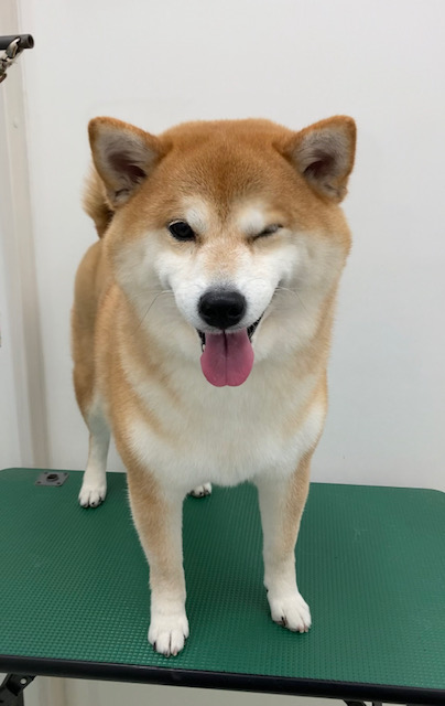 心愛ちゃん