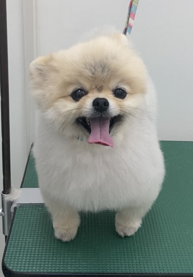 ショコラちゃん