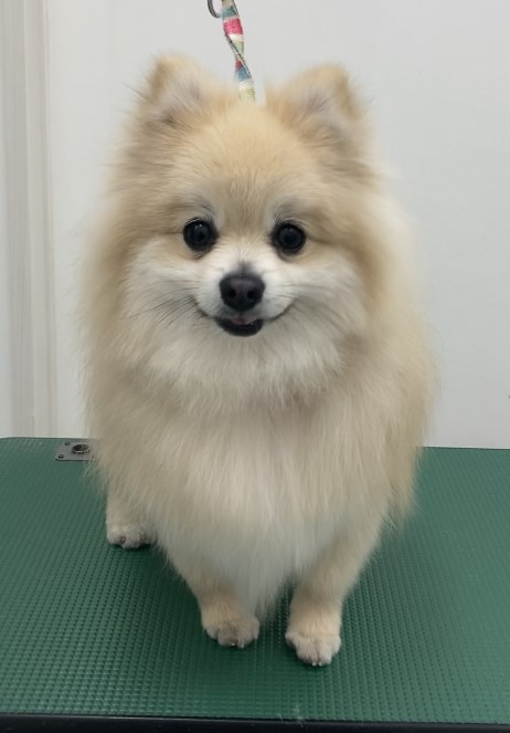 レオンくん