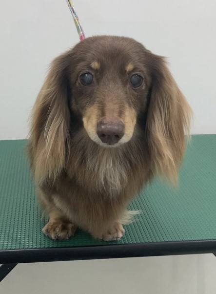 ノエルちゃん