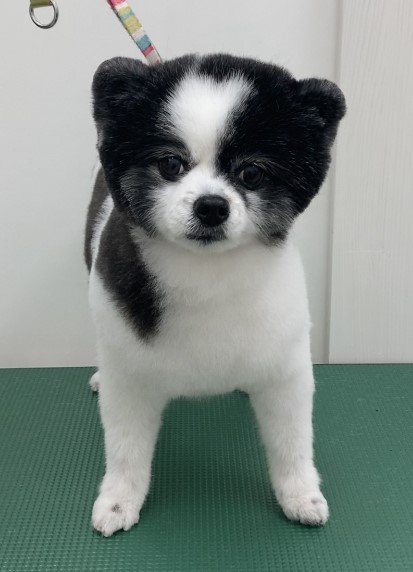 ころんちゃん