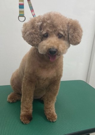 くるみちゃん