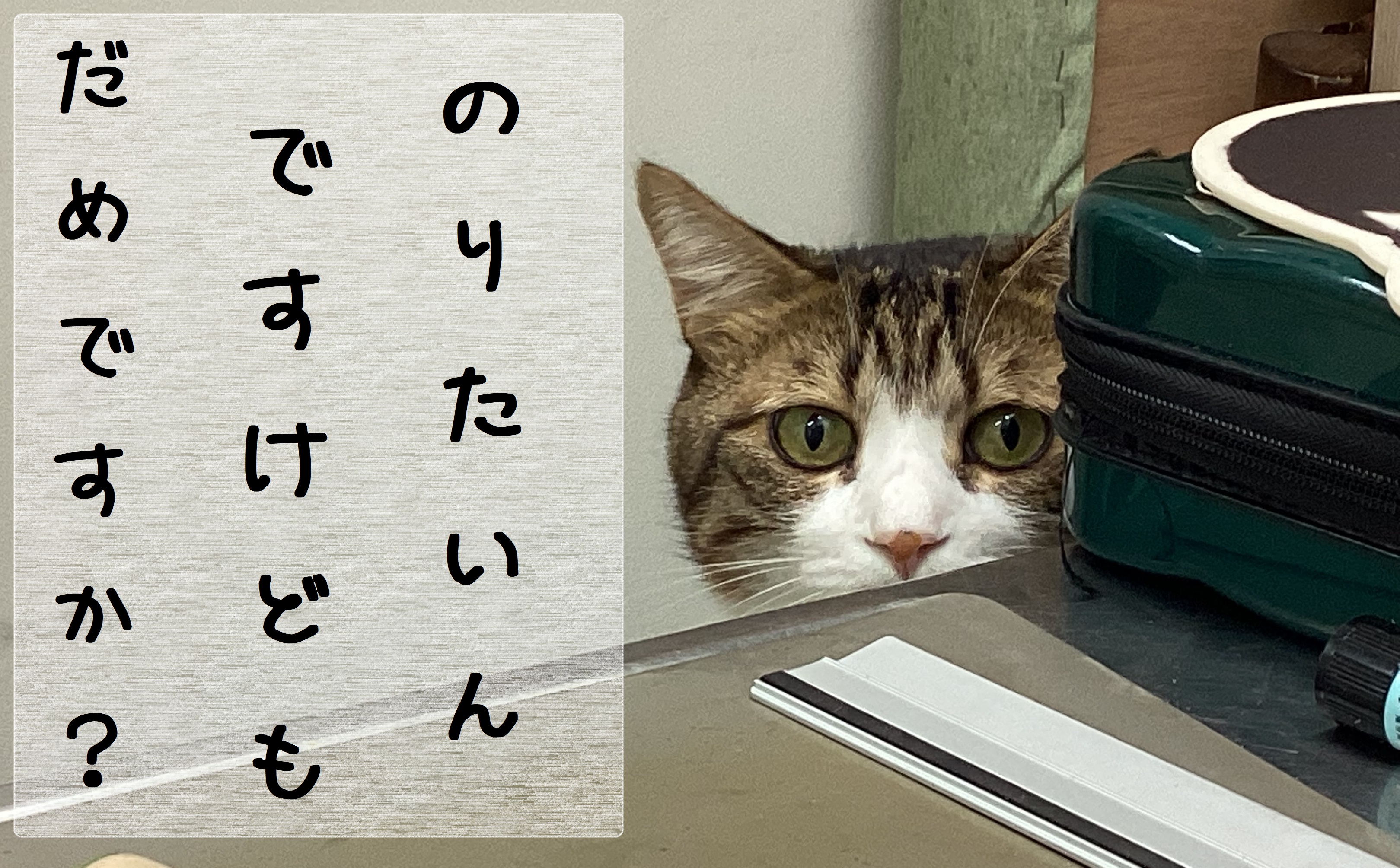 ひょっこり
