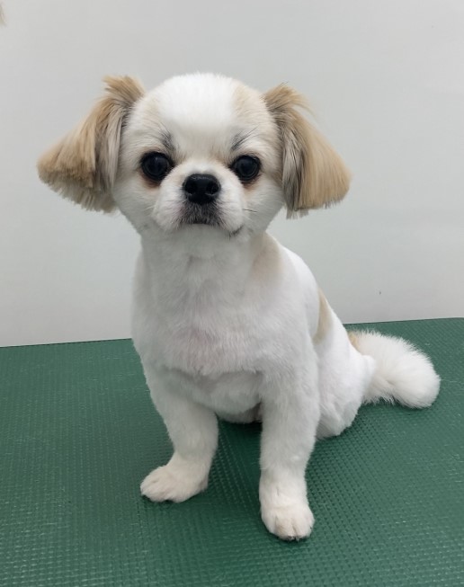 コタロー