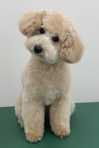 コロンちゃん