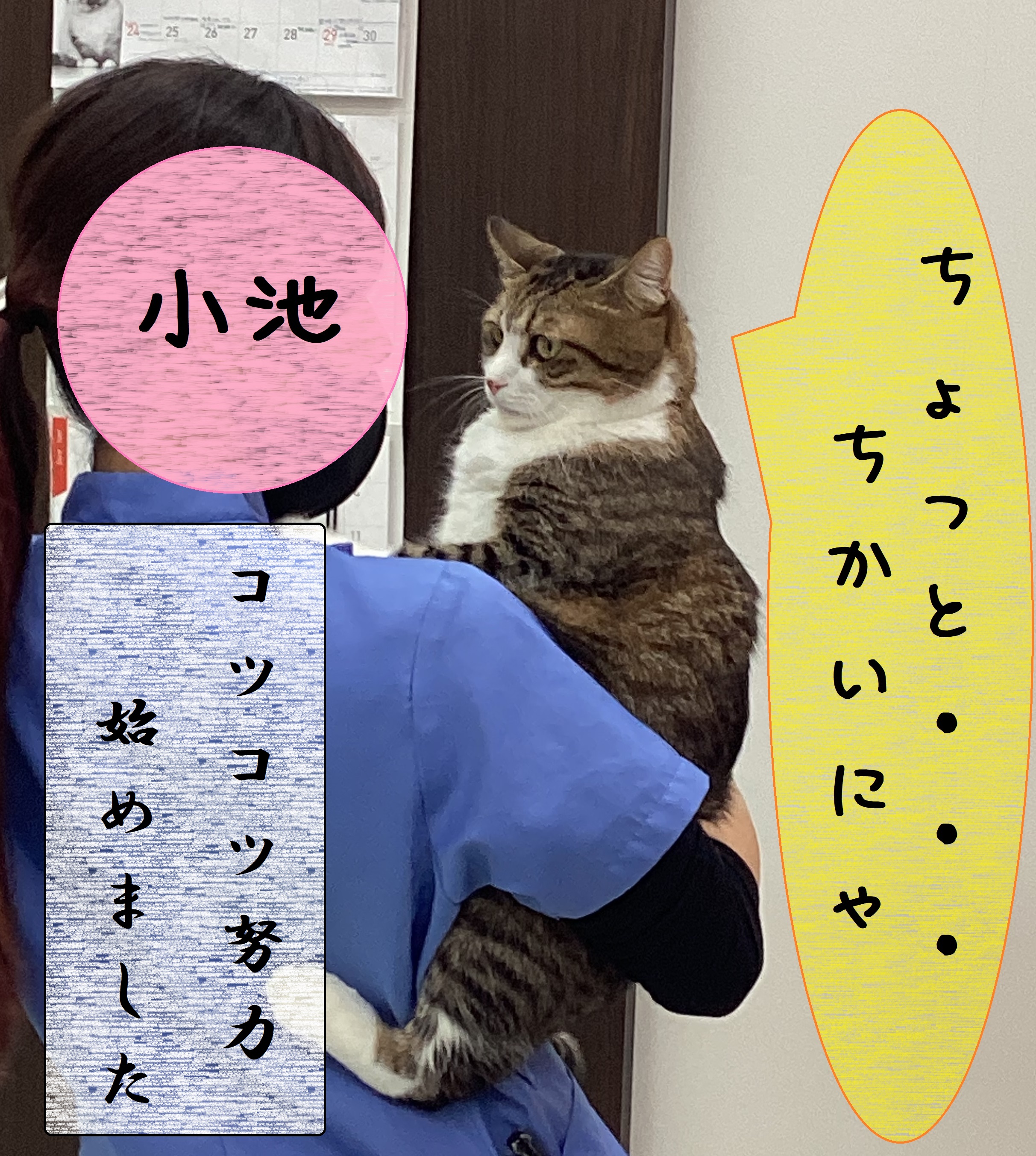 頑張れ小池