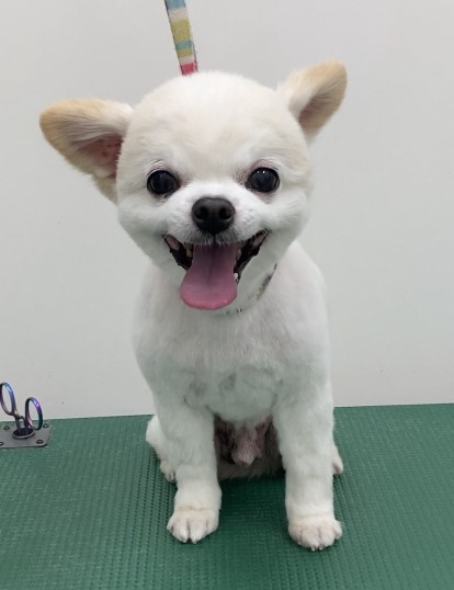 ノアくん