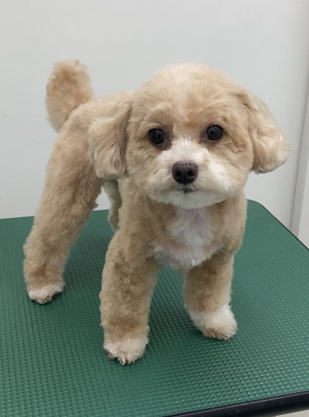 あんずちゃん