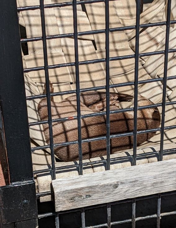 お昼寝カワウソ
