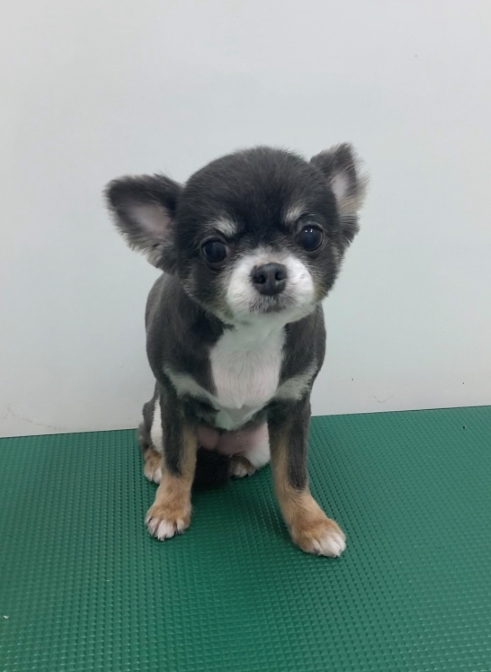 チロルちゃん