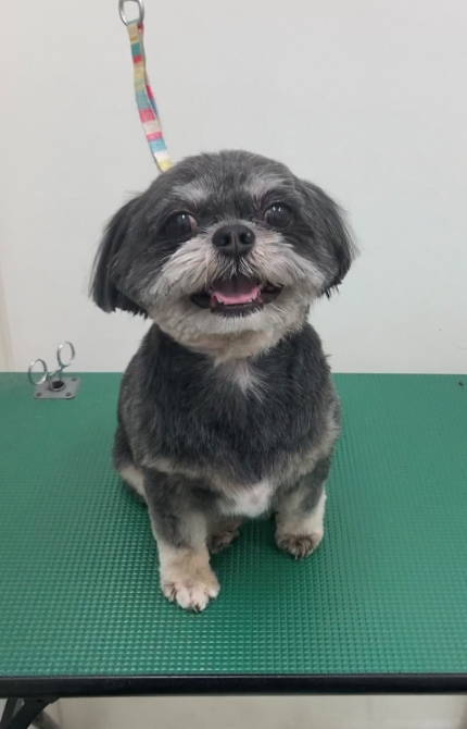 ちゃむちゃん