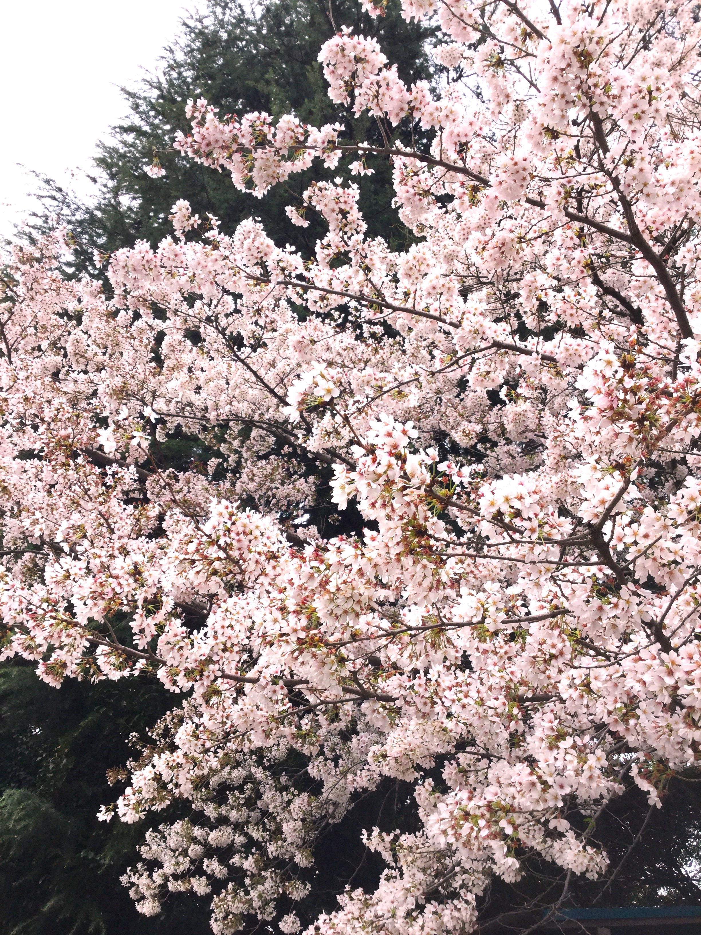 桜1