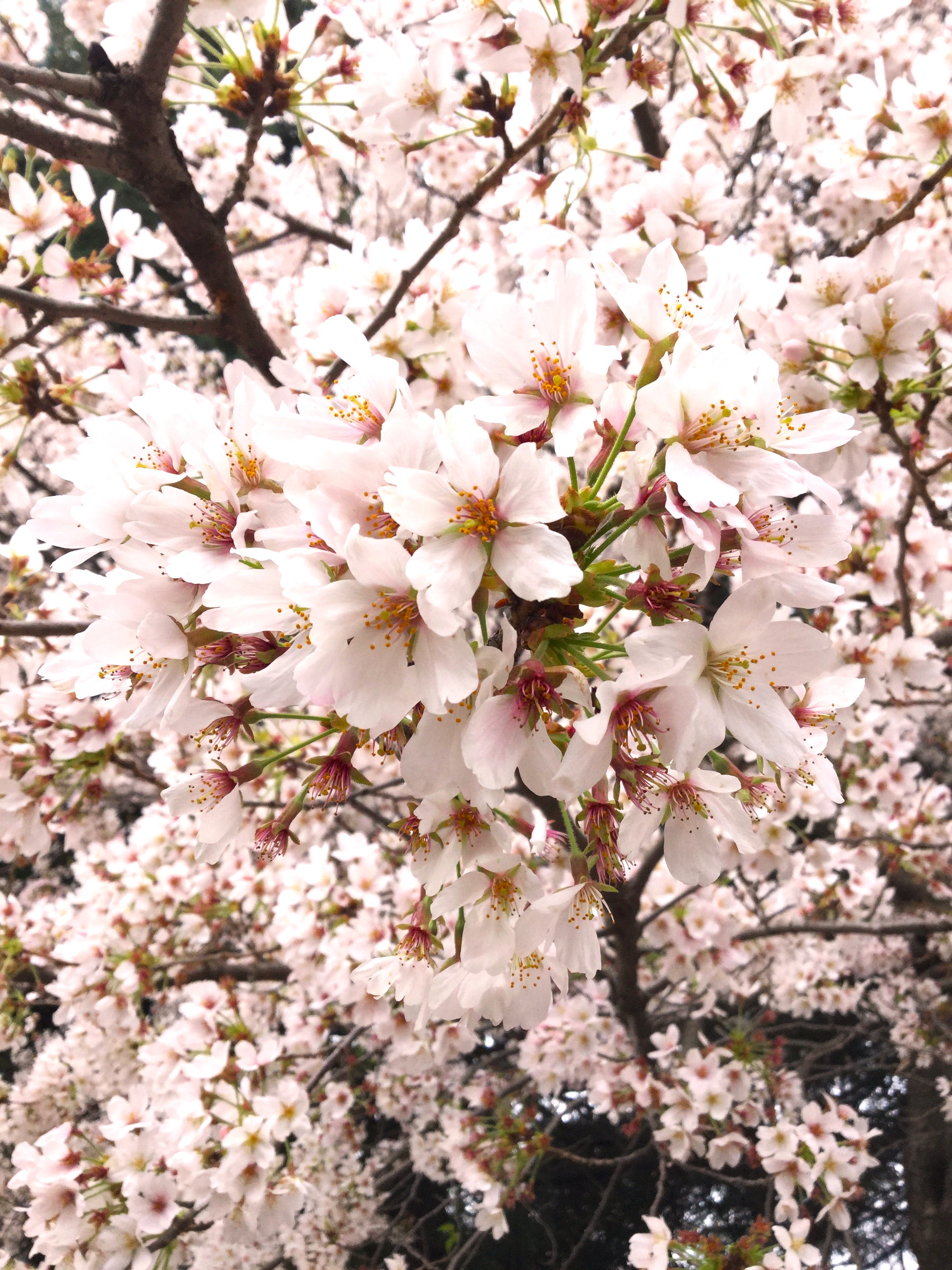 桜2